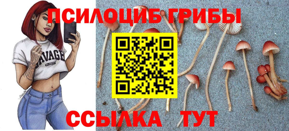 Нурлат  Галлюциногенные грибы Psilocybe  Вход с VPN 